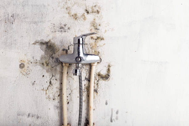 Best Mold Cleaning Services  in Mount Vernon, WA