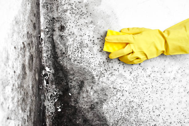Best Commercial Mold Removal  in Mount Vernon, WA