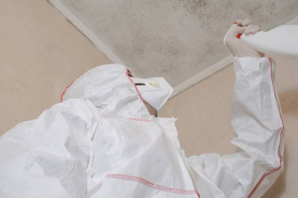 Best Black Mold Removal  in Mount Vernon, WA