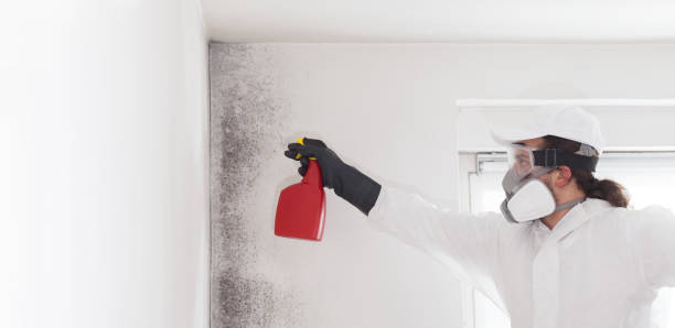 Best Mold Damage Repair  in Mount Vernon, WA