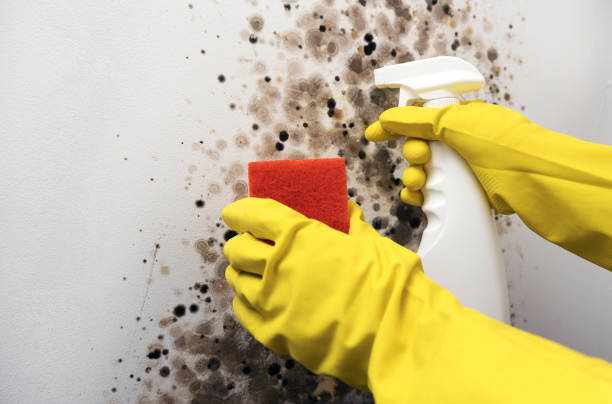 Best Affordable Mold Removal  in Mount Vernon, WA