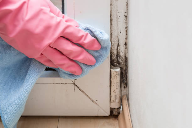 Best Same-Day Mold Removal  in Mount Vernon, WA