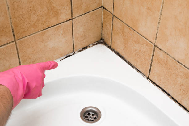 Mount Vernon, WA Mold Removal Company